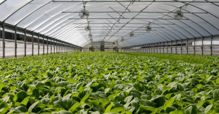 Modern Farming - Field of Plants in Greenhouse