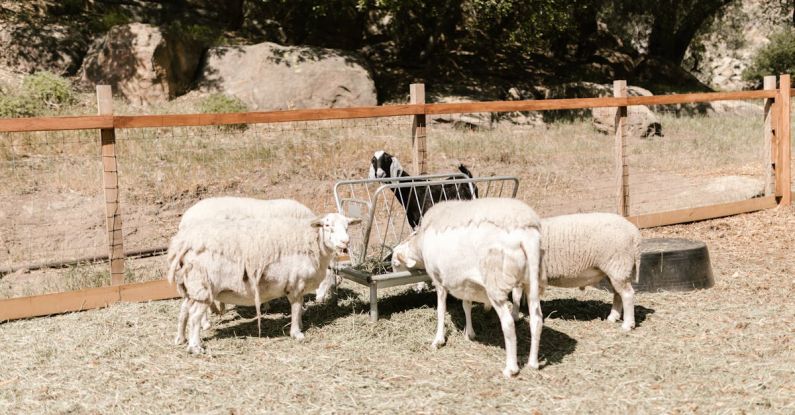 Livestock Management - Sheep Feeding from Manager on Farm