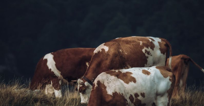 Agricultural Funding - Cows grazing in a field with a mountain in the background