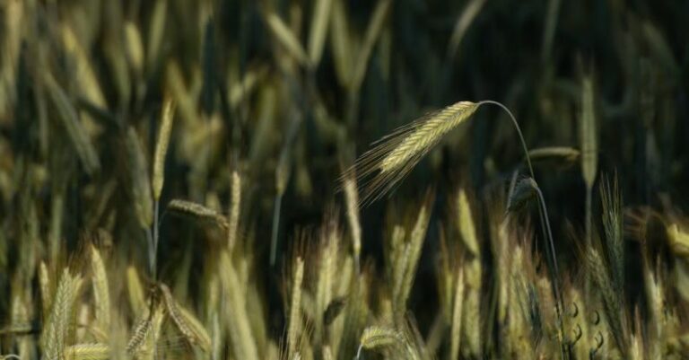 Crop Yields - Rye Ear Grain