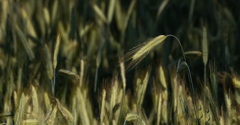 Crop Yields - Rye Ear Grain